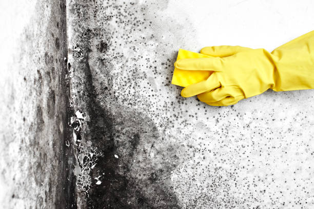 Best Commercial Mold Removal  in Princeton Junction, NJ
