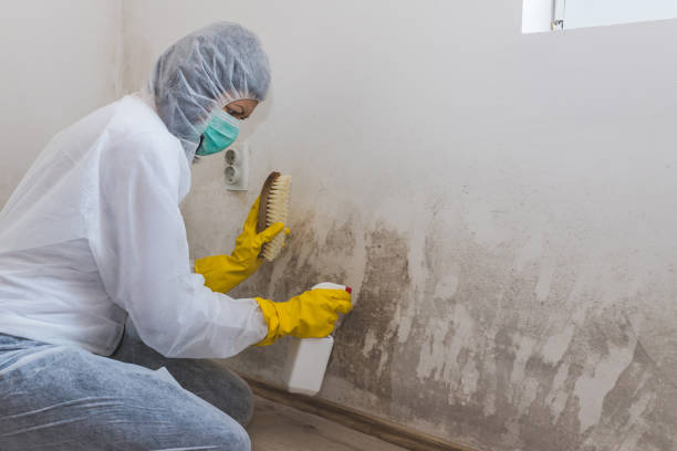 Best Mold Cleaning Services  in Princeton Junction, NJ