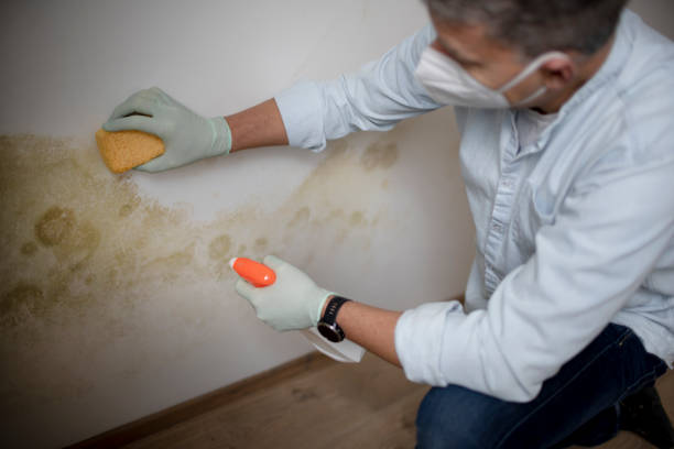 Best Home Mold Removal  in Princeton Junction, NJ