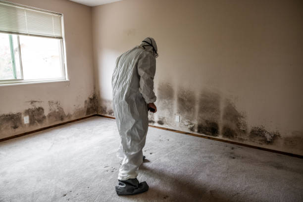 Best Residential Mold Removal  in Princeton Junction, NJ