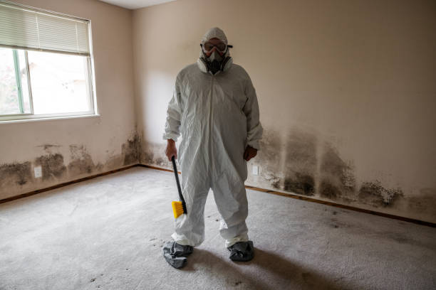 Best Mold Removal Near Me  in Princeton Junction, NJ