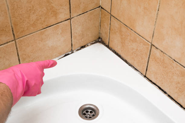 Best Attic Mold Removal  in Princeton Junction, NJ